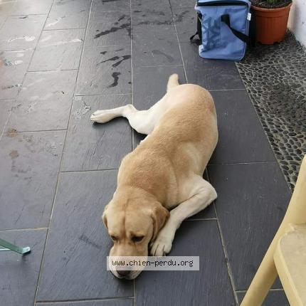 Photo 1/1 Chien retrouvé Perdu à Dangeau