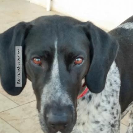 Photo de chien perdu à Cugnaux