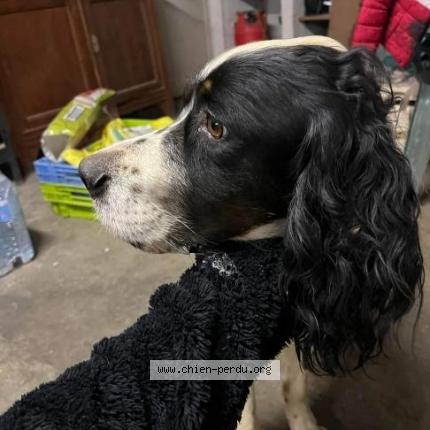 Photo de chien perdu à Bordes