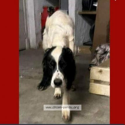 Photo 2/2 Chien retrouvé Perdu à Bordes