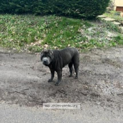 Photo de chien trouvé à Charbuy