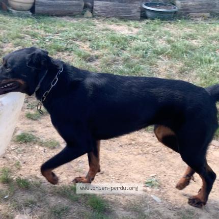 Photo de chien perdu à Meyssiez