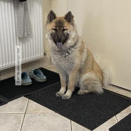 Photo de chien perdu à Saint Jean De La Ruelle