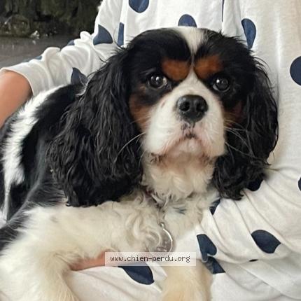 Photo 1/1 Chien retrouvé Perdu à Tournefeuille