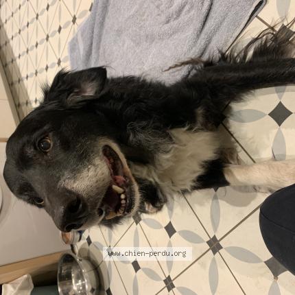 Photo de chien trouvé à Les Guittons