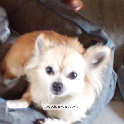 Photo 1/1 Chien retrouvé Perdu à Romans sur isere