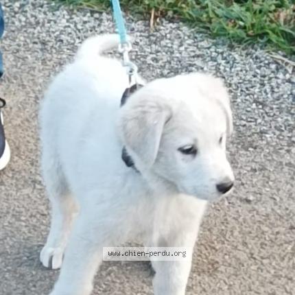 Photo de chien perdu à Cuxac D Aude