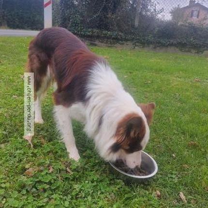 Photo de chien trouvé à Coutras