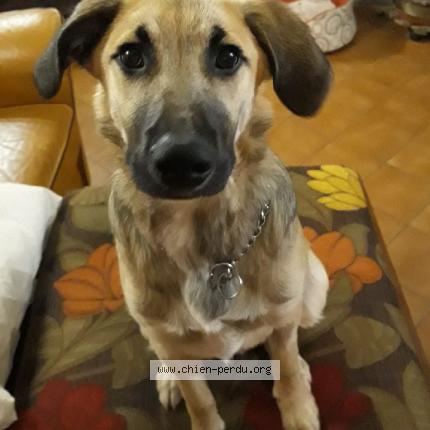 Photo 1/1 Chien retrouvé Perdu à Poiseul la ville et la perriere