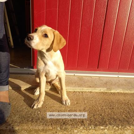 Photo 1/1 Chien retrouvé Trouvé à Jaunay marigny