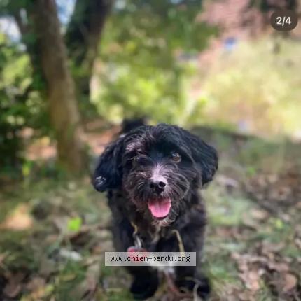 Photo 1/1 Chien retrouvé Perdu à Puiselet le marais