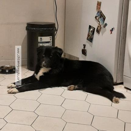 Photo de chien perdu à Ormesson Sur Marne