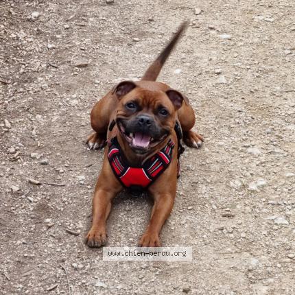 Photo de chien perdu à Montclar