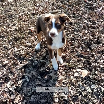 Photo 1/1 Chien retrouvé Perdu à Voeuil et giget 16400