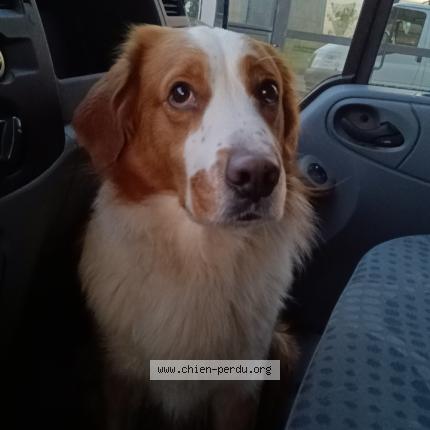 Photo 1/1 Chien retrouvé Perdu à Guimiliau