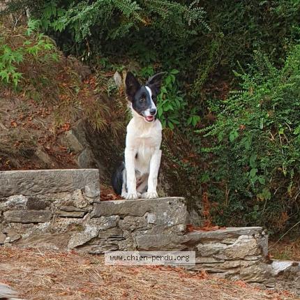 Photo 1/1 Chien retrouvé Perdu à Lugagnan