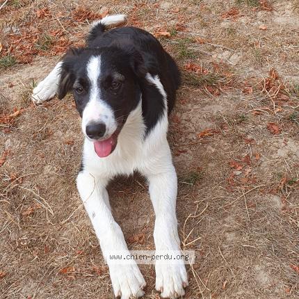 Photo 1/1 Chien retrouvé Perdu à Lugagnan