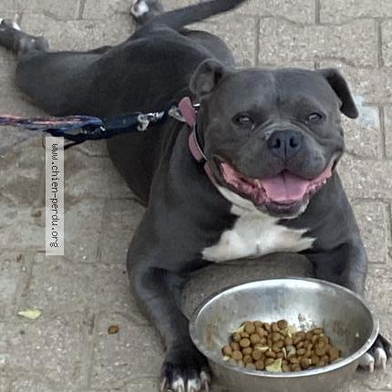 Photo de chien perdu à Decines Charpieu