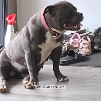 Photo 2/2 Chien retrouvé Perdu à Decines charpieu