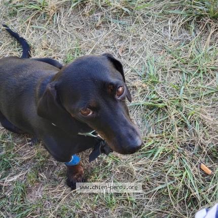 Photo 1/1 Chien retrouvé Perdu à Castelnau le lez