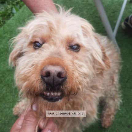 Photo 1/1 Chien retrouvé Perdu à Huest