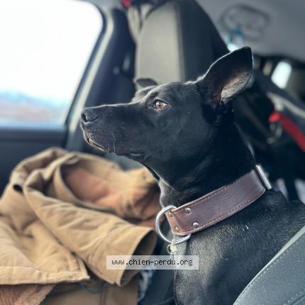 Photo 1/1 Chien retrouvé Perdu à Chamonix