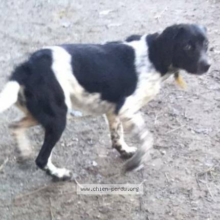 Photo de chien trouvé à Grand Fougeray