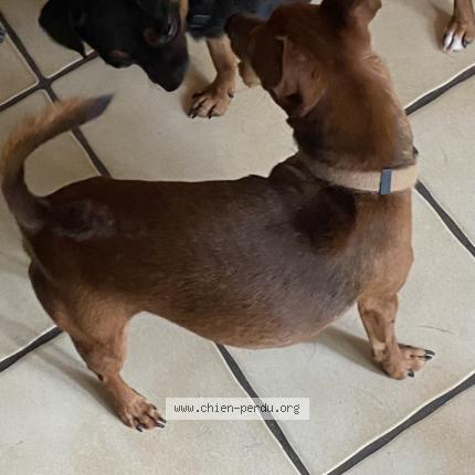 Photo de chien perdu à Seugy