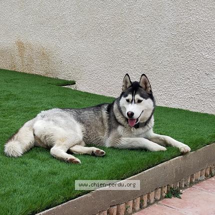 Photo 1/1 Chien retrouvé Trouvé à Perpignan