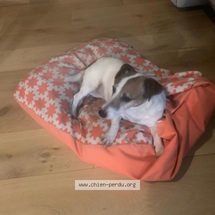 Photo 1/1 Chien retrouvé Perdu à Bordeaux