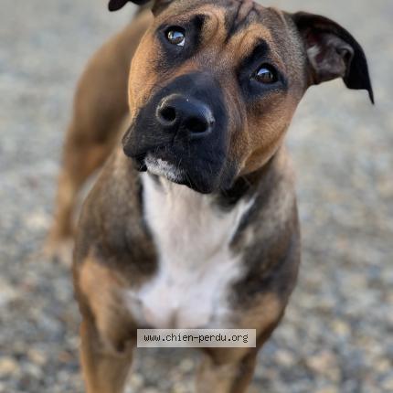 Photo de chien perdu à Le Houga