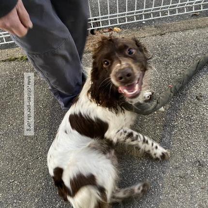 Photo de chien trouvé à Thaon Les Vosges