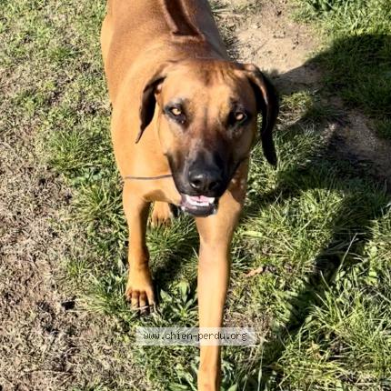 Photo 1/1 Chien retrouvé Perdu à Thurins