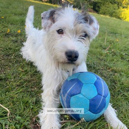 Photo de chien perdu à Kerien