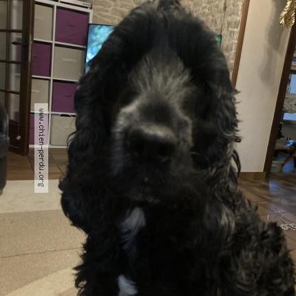 Photo de chien perdu à Plehedel