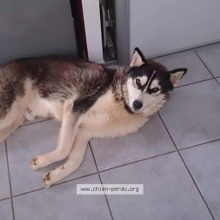 Photo 1/1 Chien retrouvé Perdu à Cestas