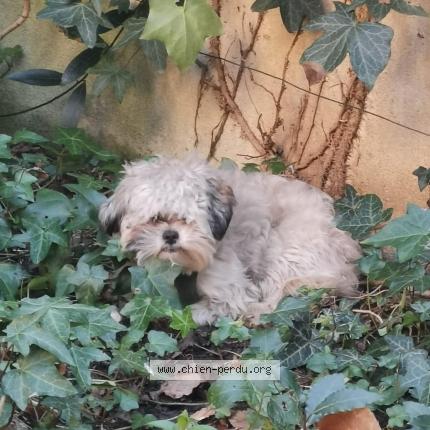 Photo 1/1 Chien retrouvé Trouvé à Malakoff