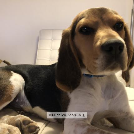 Photo 1/1 Chien retrouvé Perdu à Beziers