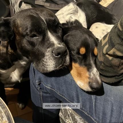 Photo de chien perdu à Saujon