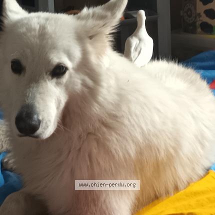 Photo 1/1 Chien retrouvé Perdu à St etienne de st geoirs