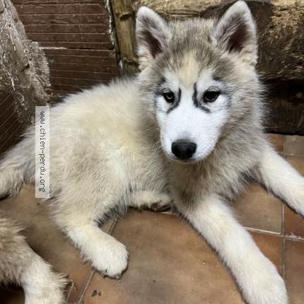 Photo de chien perdu à Plaisance Du Touch