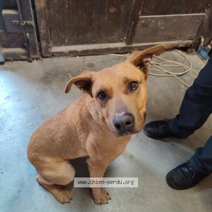 Photo de chien trouvé à Caramany