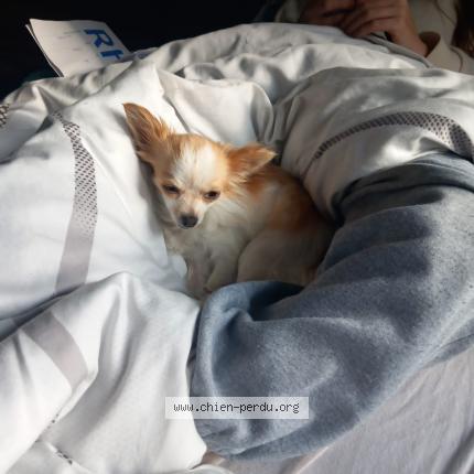 Photo de chien perdu à Marlenheim