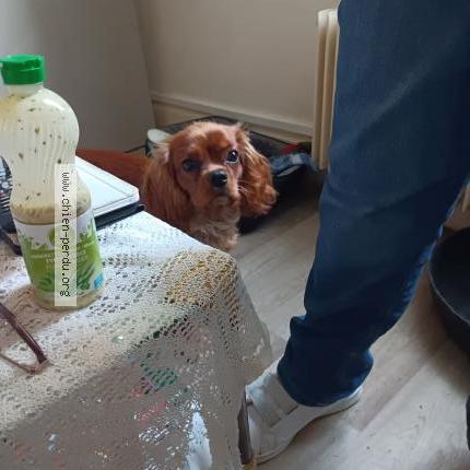 Photo de chien perdu à Maxeville 54320