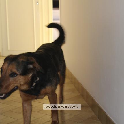 Photo 1/1 Chien retrouvé Perdu à Assais les jumeaux