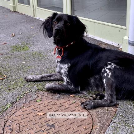 Photo 1/1 Chien retrouvé Perdu à Blaincourt les precy