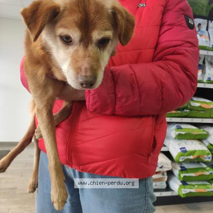 Photo 1/1 Chien retrouvé Trouvé à Ploufragan