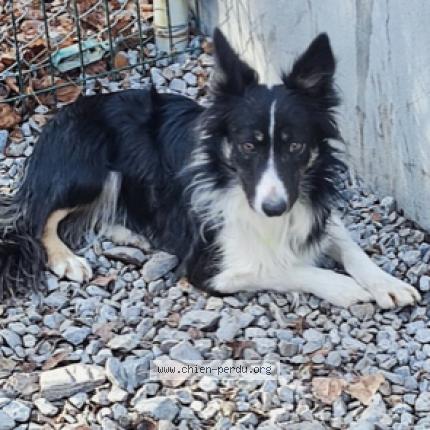 Photo 1/1 Chien retrouvé Perdu à Rians