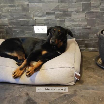 Photo de chien perdu à Precy Sur Oise