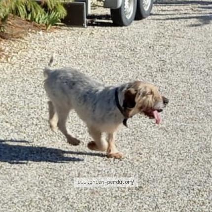 Photo 1/1 Chien retrouvé Perdu à Monclar